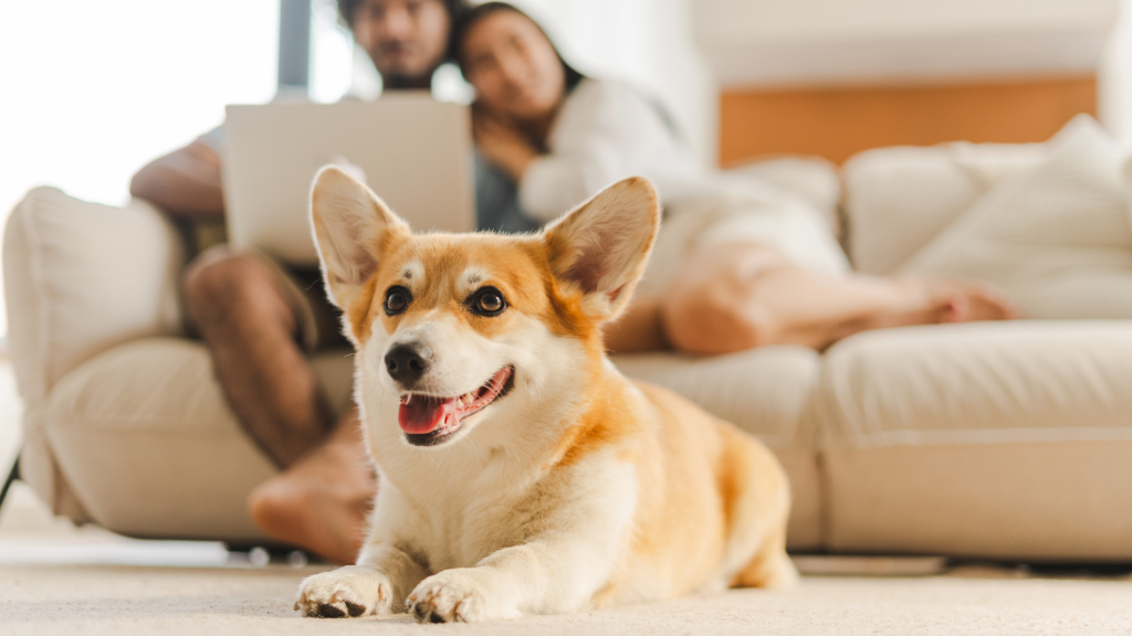 Pet-friendly apartments in Winnipeg for renters with dogs and cats
